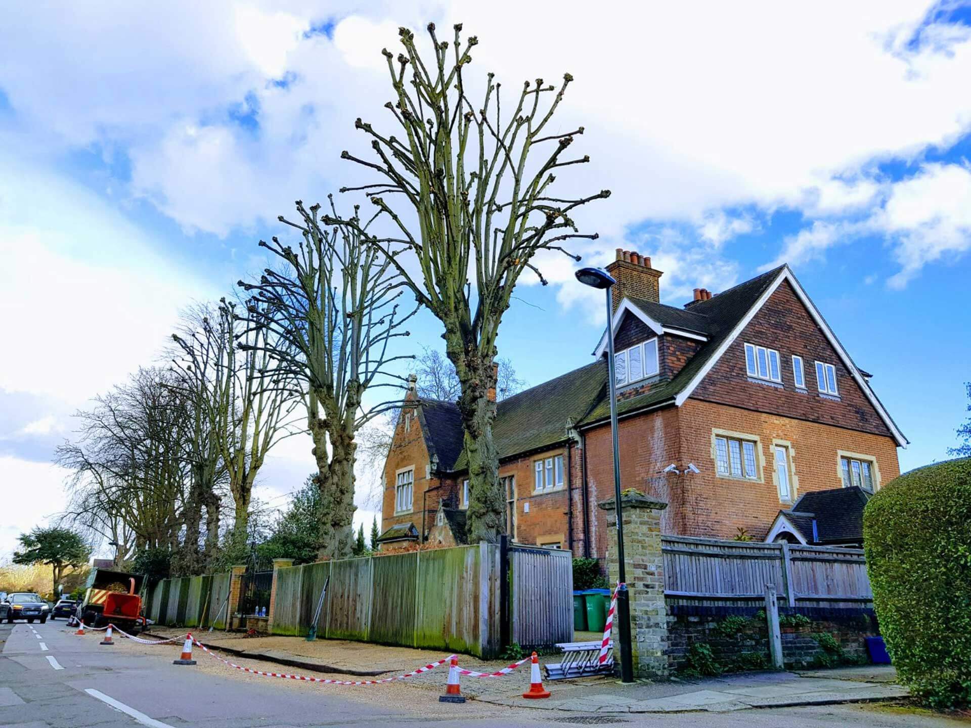 tree pollarding services in somerset